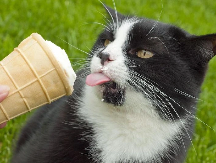 بستنی برای گربه 1458674685