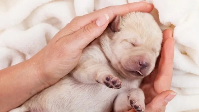 توله سگ تازه به دنیا آمده در دست انسان 4854