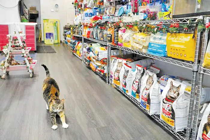 خرید وسایل گربه پشمالو در پت شاپ، پت شاپ چیست؟ 4156