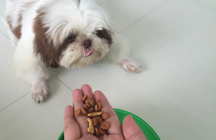 سگ شیتزو در حال خوردن غذای تشویقی 456465