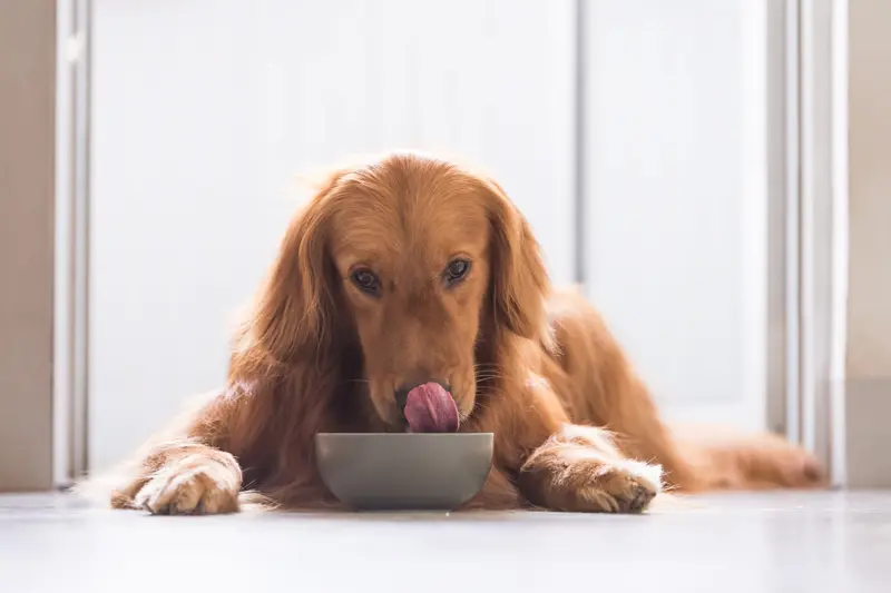 سگ قهوه ای گوش دراز در حال خوردن غذای کنسروی 454654