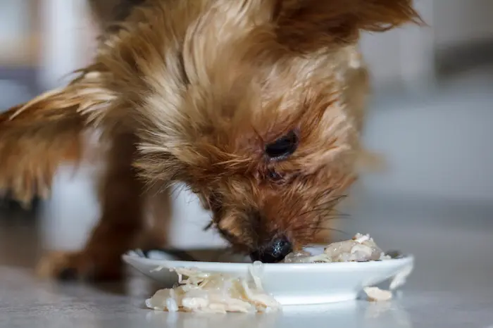 سگ پشمالو در حال خوردن غذای کنسروی 45946