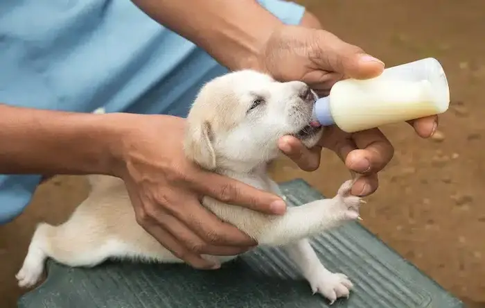 شیر خوردن توله سگ با شیشه شیر توسط دست انسان 46556