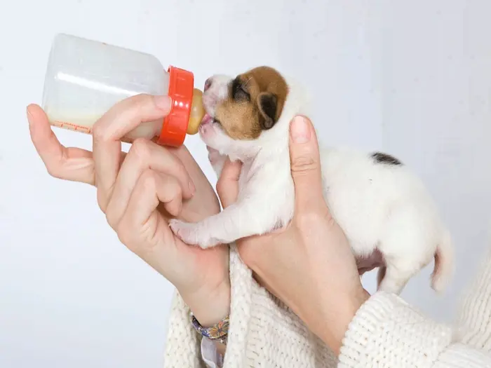 شیر دادن به توله سگ سفید قهوه ای تازه به دنیا آمده با شیشه شیر 5646