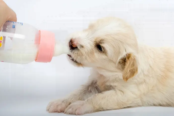 شیر خوردنبه توله سگ سفید با شیشه شیر 48546