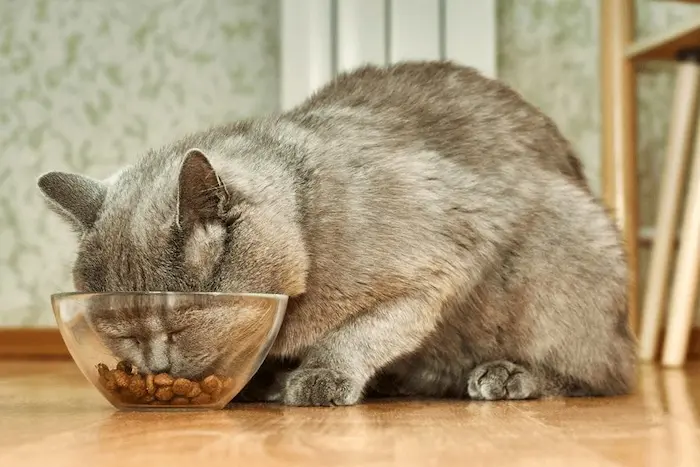 عکس گربه در حال خوردن غذای تشویقی 415614