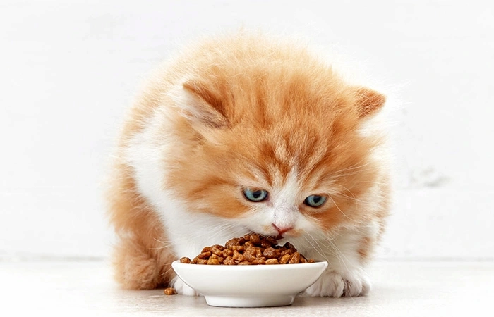 غذای بچه گربه چیست؟ 548785374387